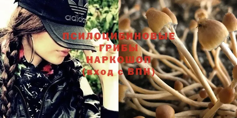 Псилоцибиновые грибы MAGIC MUSHROOMS  hydra как зайти  Алагир 